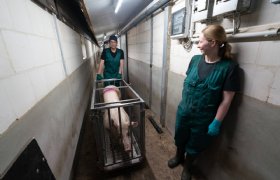 Innovatieprijs voor 'ziekenwagen' voor varkens