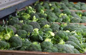 Wageningse leerstoelgroep ontwikkelt broccolioogstmachine