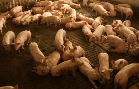 Slimme sensor toont aan: varken groeit beter bij stabiel stalklimaat