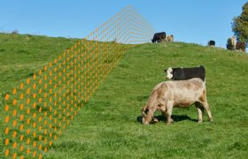 Virtuele afrastering stuurt koeien naar het beste gras