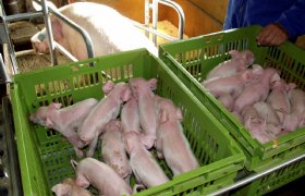 App toont arbeidsefficiëntie op varkensbedrijf
