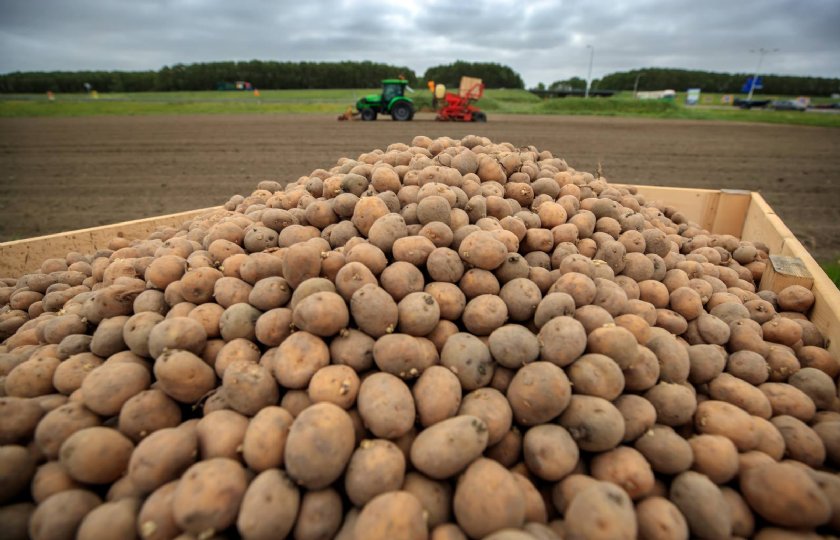 Hybride+aardappel+kan+grote+rol+spelen+in+verduurzaming+landbouw