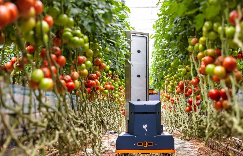Eerste+oogstprognoserobots+voor+tomaten+klaar+voor+gebruik