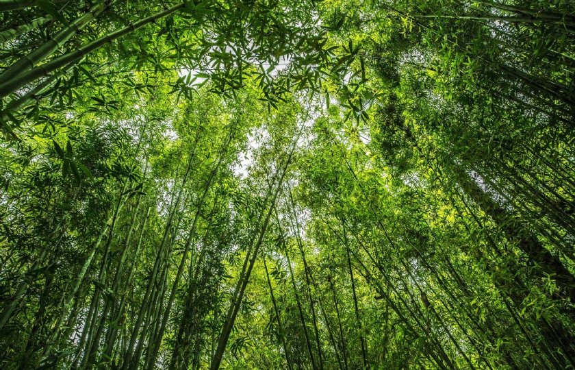 Carbon+Farmers+zoekt+boeren+voor+telen+van+bamboe