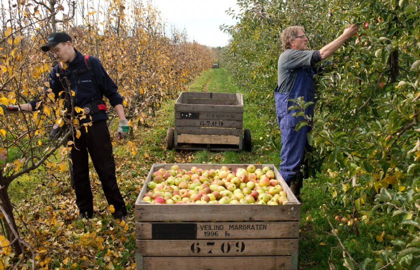Archieffoto van vader Wim Notermans en zoon Norman tijdens het plukken van de appels.